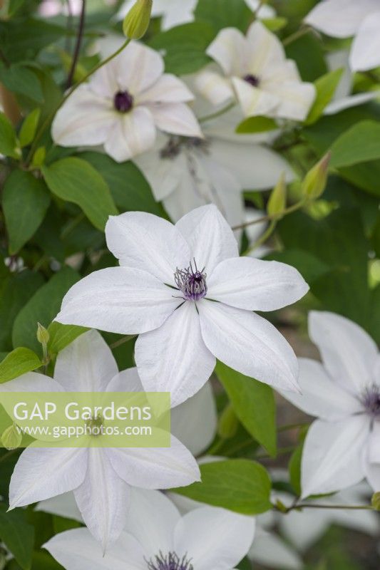 Clematis 'Tsukiko', a white clematis flowering from early until late summer.