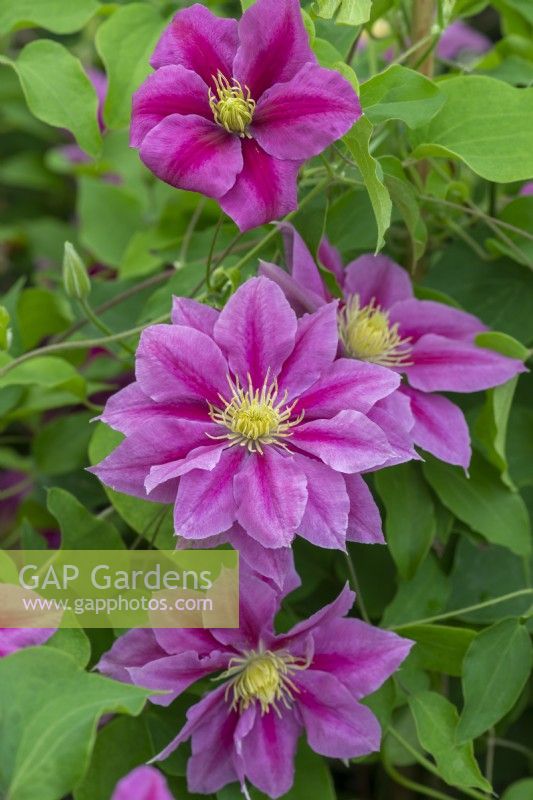 Clematis 'Vicky' is a compact, free flowering clematis with stunning two-tone pink flowers that last well.  It is suitable for a shady spot, flowering in early summer, and again in early autumn.
