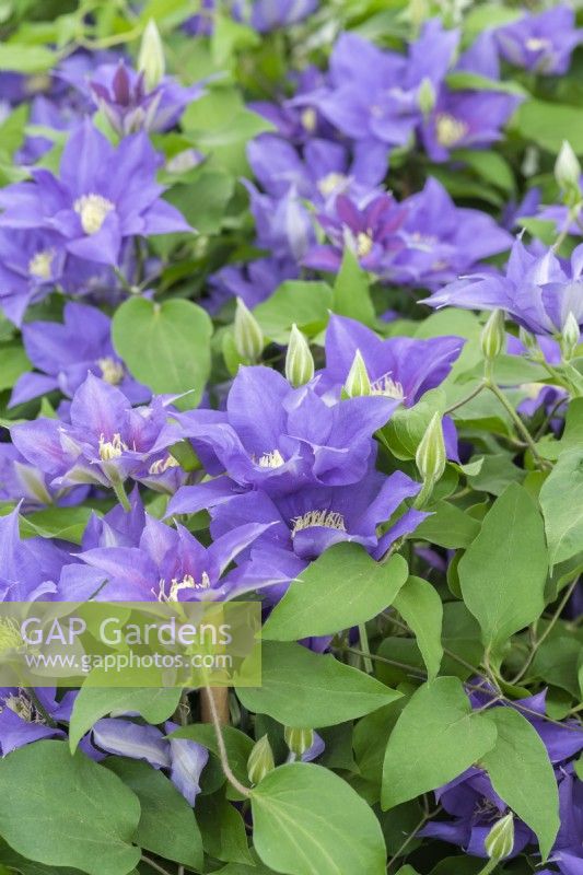 Clematis 'Olympia', a repeat flowering blue clematis flowering in early summer and again in autumn.