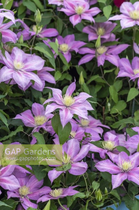 Clematis 'Volunteer', a compact pink clematis with yellow centre, that flowers from late spring until autumn.