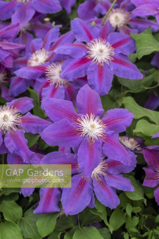 Clematis 'Anna Louise', a cultivar raised in Guernsey by Raymond Evison, and named after his second daughter. Flowers late spring and late summer.