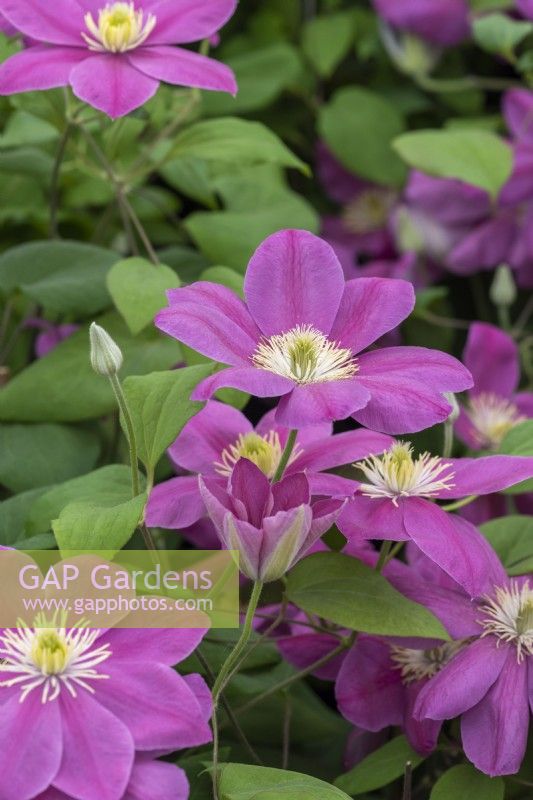 Clematis 'Alaina', a compact, large flowered, clematis flowering from late spring until early autumn.