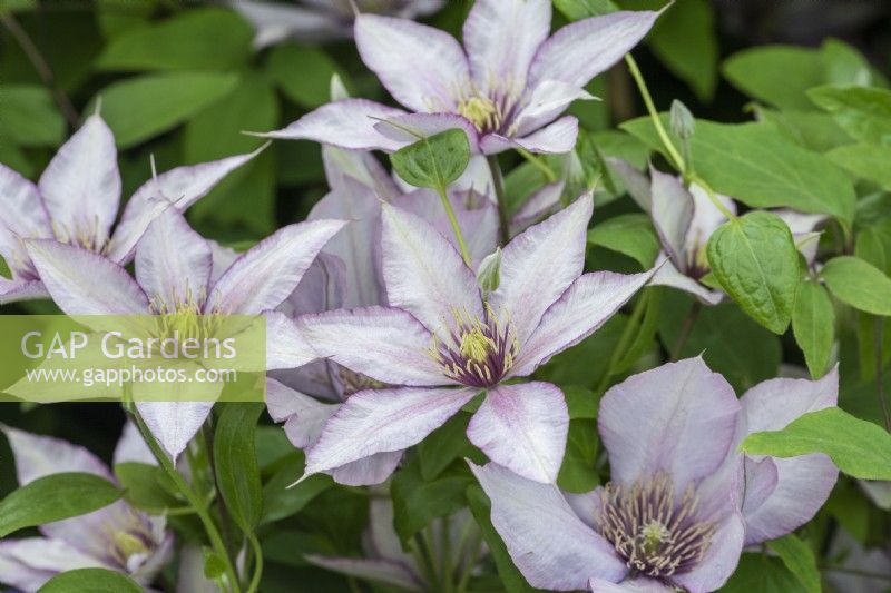 Clematis 'Samaritan Jo', named in honour of the Samaritans, an unusual clematis that flowers from early summer until mid autumn.