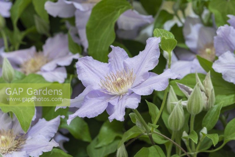 Clematis 'Angelique', a compact dusky blue clematis flowering from early summer until autumn.