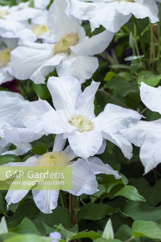 Clematis 'Ice Blue', a large-flowered clematis with white flowers with blue tints, flowering from mid spring well into autumn.