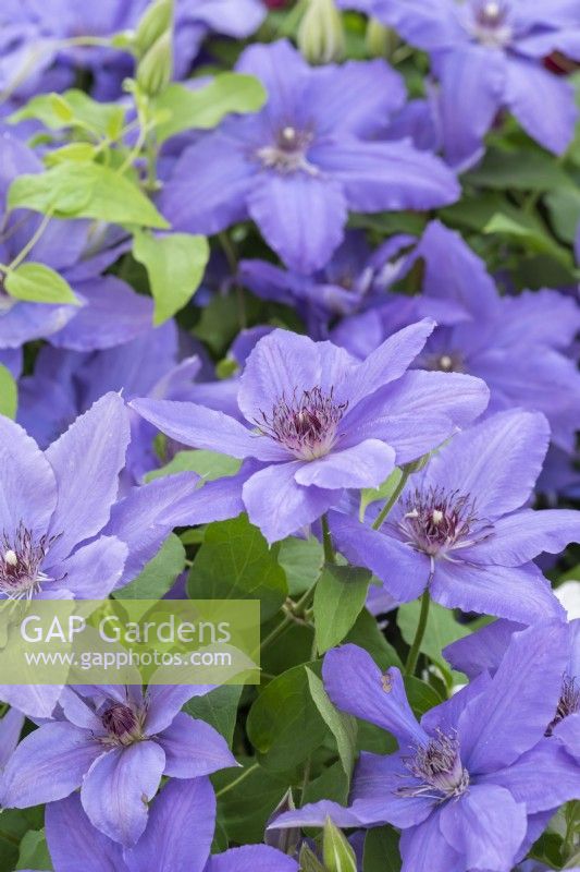 Clematis 'Parisienne', a repeat-flowering clematis, blue with hints of purple, flowering from late spring.