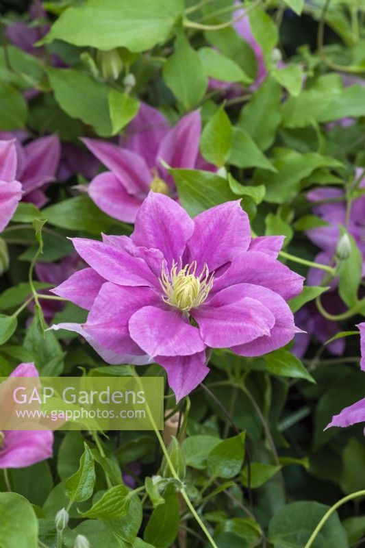 Clematis 'Vicki' is a compact, free flowering clematis with stunning two-tone pink flowers that last well. It is suitable for a shady spot, flowering in early summer, and again in early autumn.