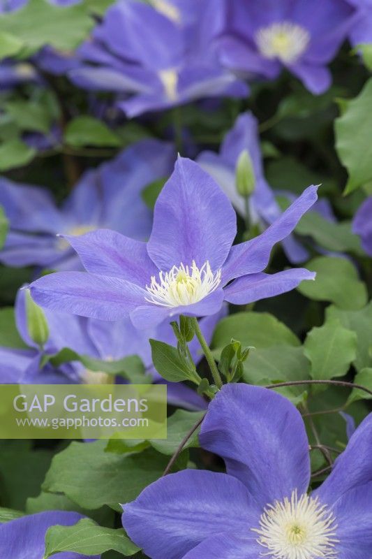 Clematis 'Diana's Delight', named by Raymond Evison after Lady Rowland, the wife of a former Bailiff of Guernsey. Flowering from early until late summer.