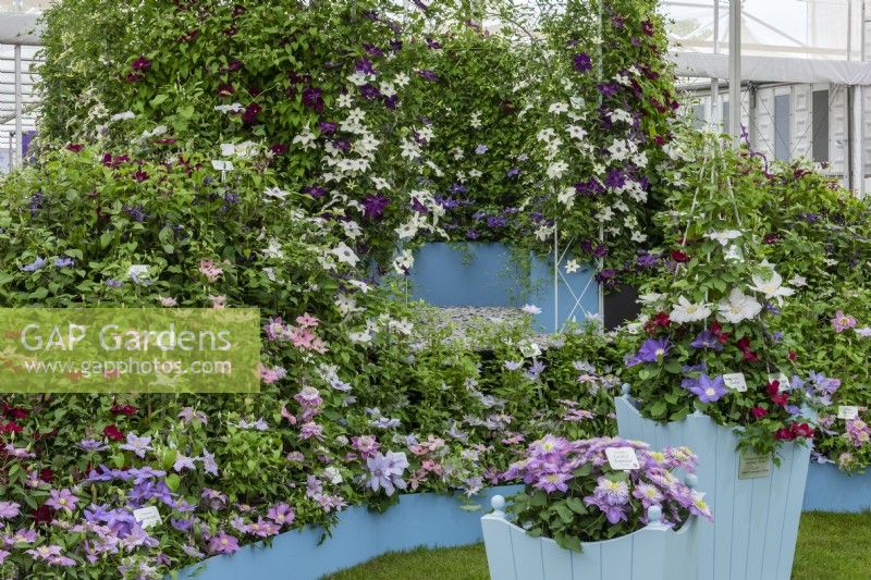 Raymond Evison clematis exhibit in the Great Pavilion at the Chelsea Flower Show 2022, where it won his 32nd Gold Medal.