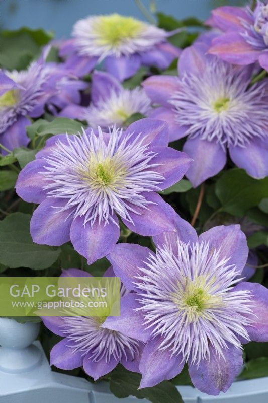 Clematis 'Crystal Fountain', a compact plant that repeat flowers. Found in 1994 by Raymond Evison in a Japanese nursery.