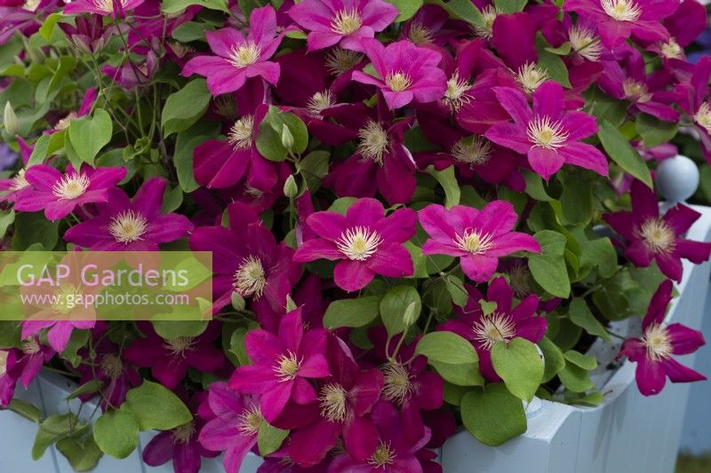 Clematis 'Issey', a compact red variety launched at the Chelsea Flower Show 2022. Flowers from early summer until autumn.