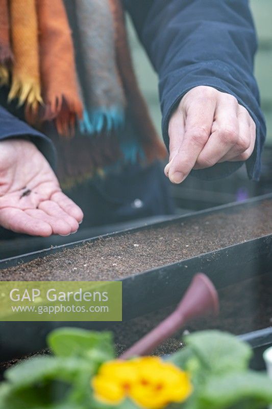 Woman sprinkling seeds in a gutter containing compost