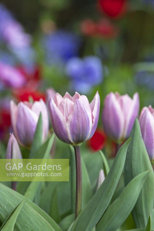 Tulipa - Tulip 'Light and Dreamy'