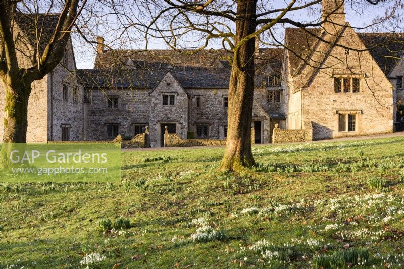Cotswold Farm in February with naturalised snowdrops below trees.