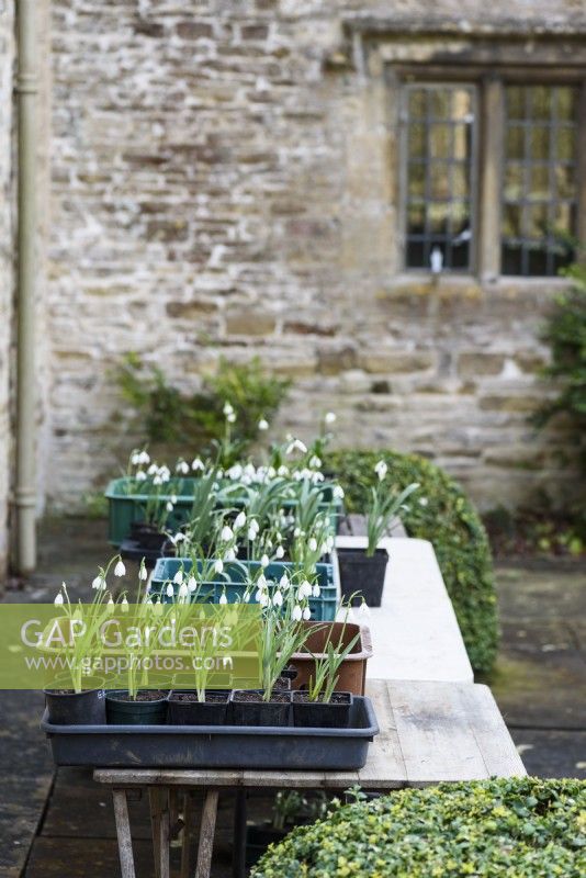 Snowdrops for sale on open days at Cotswold Farm Gardens in February.