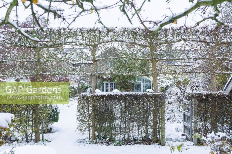 View of formal walled town garden in winter with pleached field maples - Acer campestre - and hawthorn hedges - Crataegus monogyna - dividing a garden into compartments. December