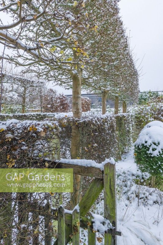 Wintery view of pleached field maples - Acer campestre - and hawthorn hedges - Crataegus monogyna - dividing a formal walled town garden into compartments. Rustic weathered oak gate. December