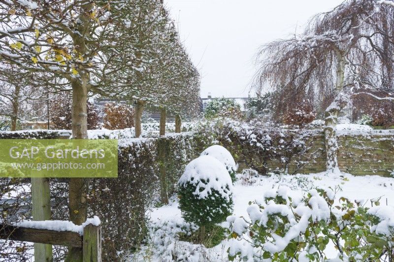 View of formal walled town garden in winter. Betula pendula 'Youngii' - weeping birch. Box topiary, pleached field maples - Acer campestre - and hawthorn hedges - Crataegus monogyna - dividing a garden into compartments. December