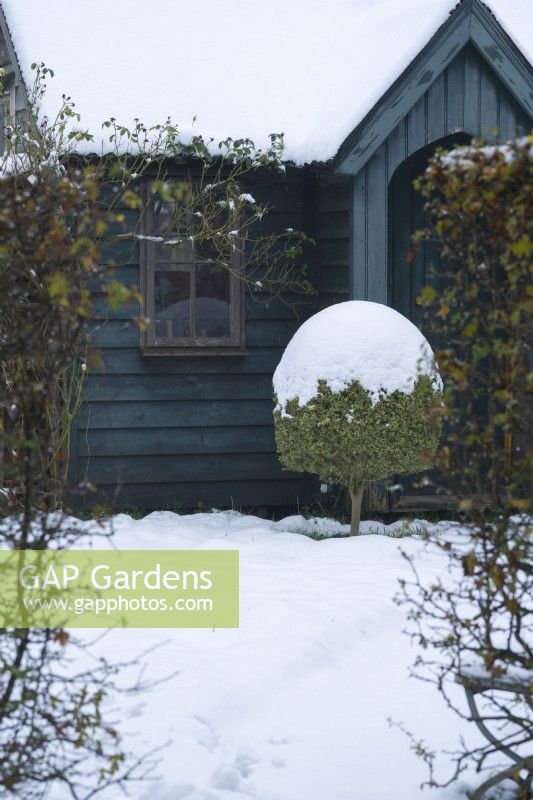 Dark green painted timber garden building in winter with box topiary tree beside entrance. December.