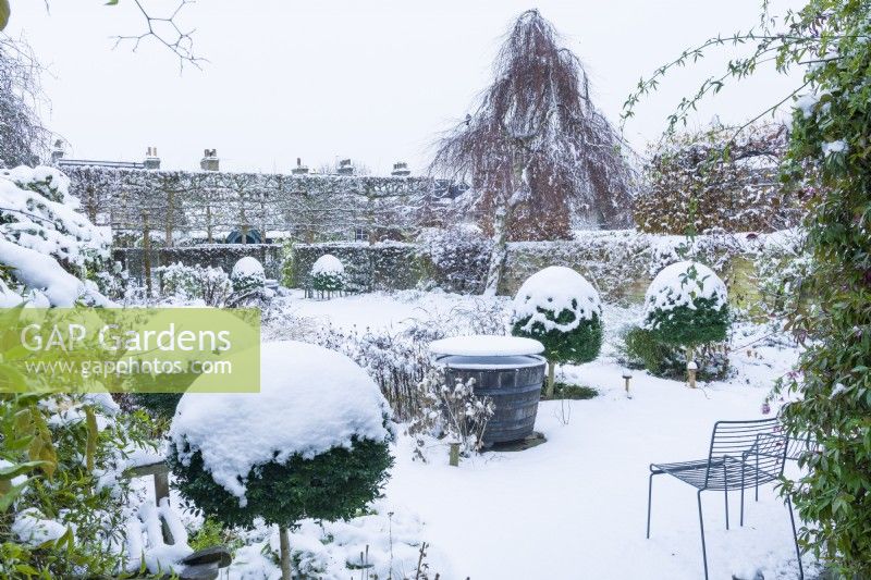 View of formal walled town garden after snow. Box topiary, wire garden chairs, weeping silver birch - Betula pendula 'Youngii' -  pleached trees and hedges. Wooden half barrel on patio used as small garden pond. December.