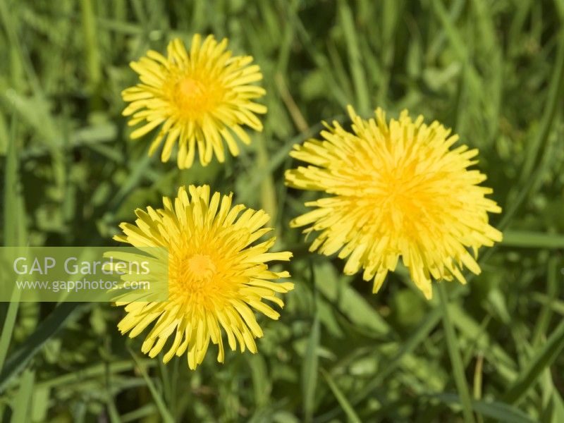 Taraxacum officinale - Dandelions in lawn