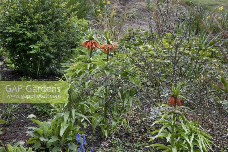 Fritillaria Imperialis in mixed flowerbed - April
