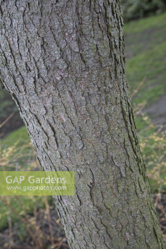 Larix kaempferi 'Pendula' bark at Winterbourne Botanic Garden