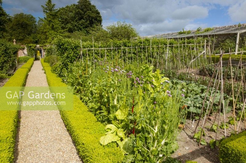 Pathway along the bottom of the sloping kitchen garden, bordered by box hedging Buxus sempervirens. Other plants include rainbow chard, beans and salsify in flower.