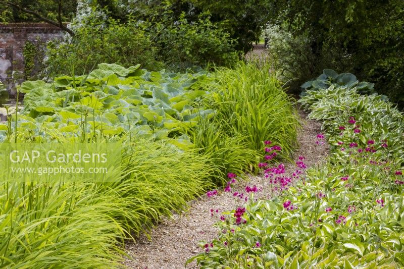 View of gravel pathway with hostas, candelabra primulas Primula pulverulenta, and foliage and buds of Hemerocallis day lilies.