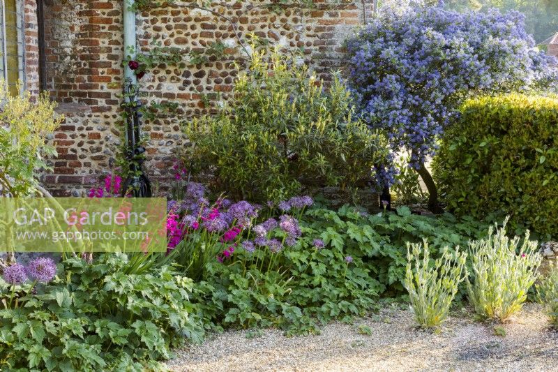 Sheltered corner next to the Tudor house featuring Gladiolus byzantinus and Allium cristophii. Ceanothus at the back and rose campion Lychnis coronaria seeded into the gravel.