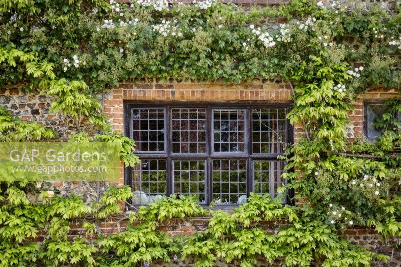 Rose and wisteria foliage on house wall with mulloined window.