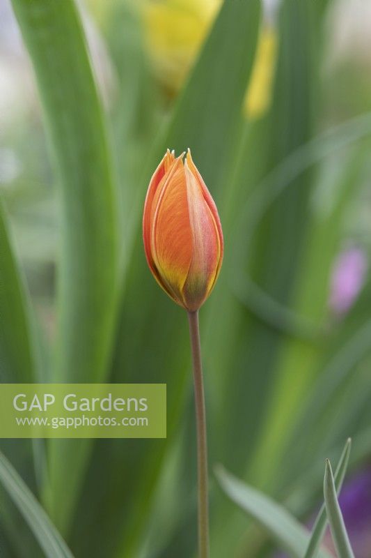 Tulipa orphanidea Whittallii - Tulip