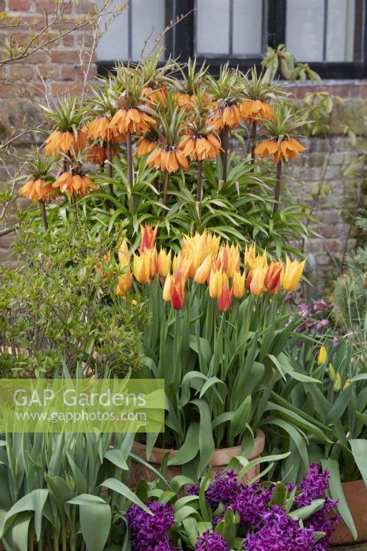 Tulipa 'Vendee Globe' and Fritillaria imperialis 'Sunset' - Lily Flowering tulip and Crown imperial