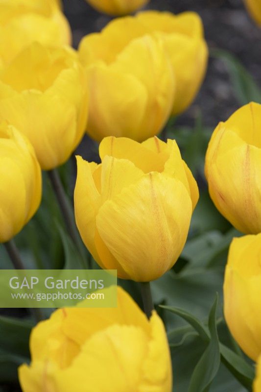 Tulipa 'Yellow Flair' - Single early tulip