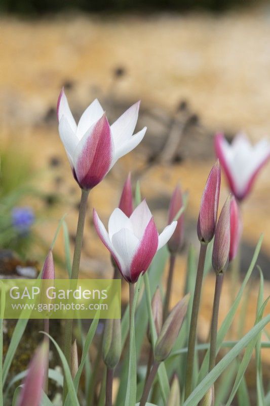 Tulipa clusiana 'Peppermint Stick' - Tulip