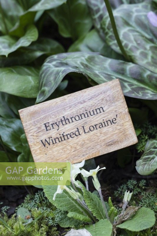 Wooden engraved plant label for Erythronium 'Winifred Lorraine'. April