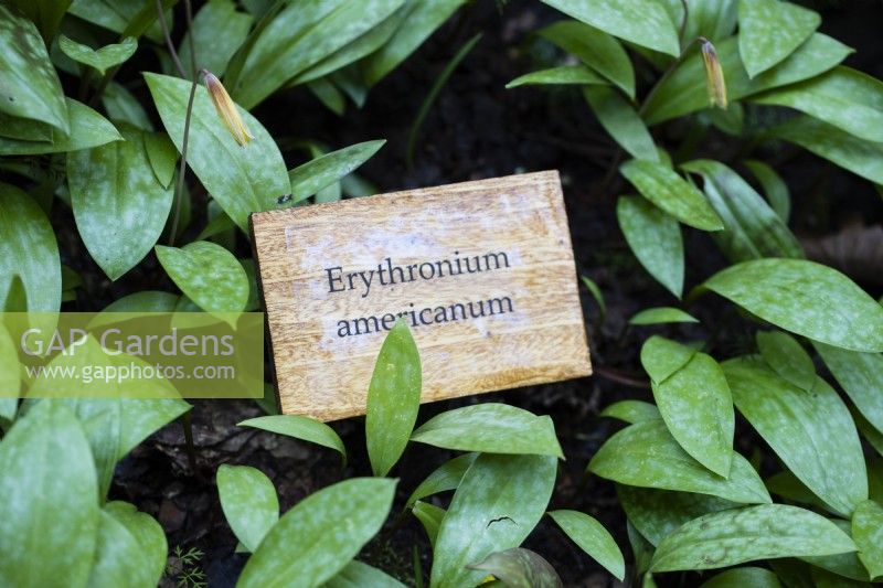 Wooden engraved plant label for Erythronium americanum.  April