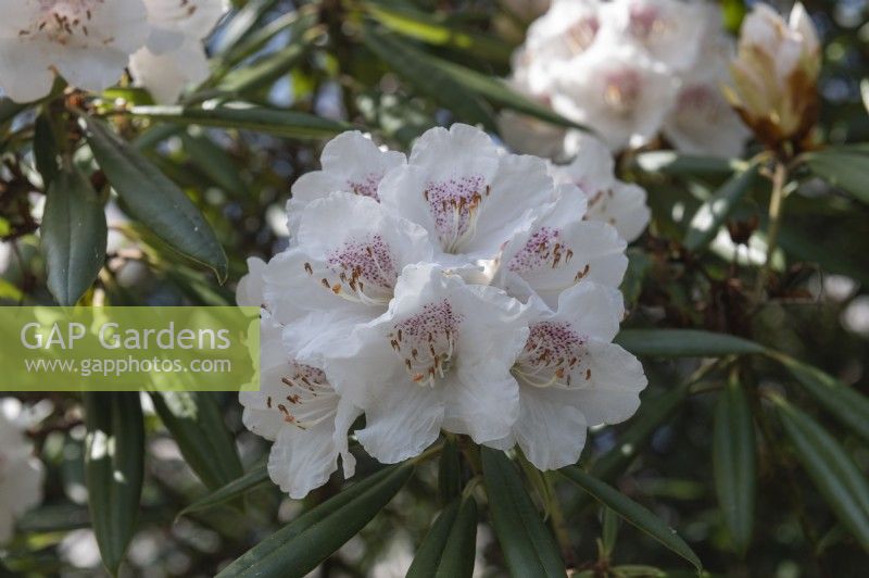 Rhododendron 'Treasure'