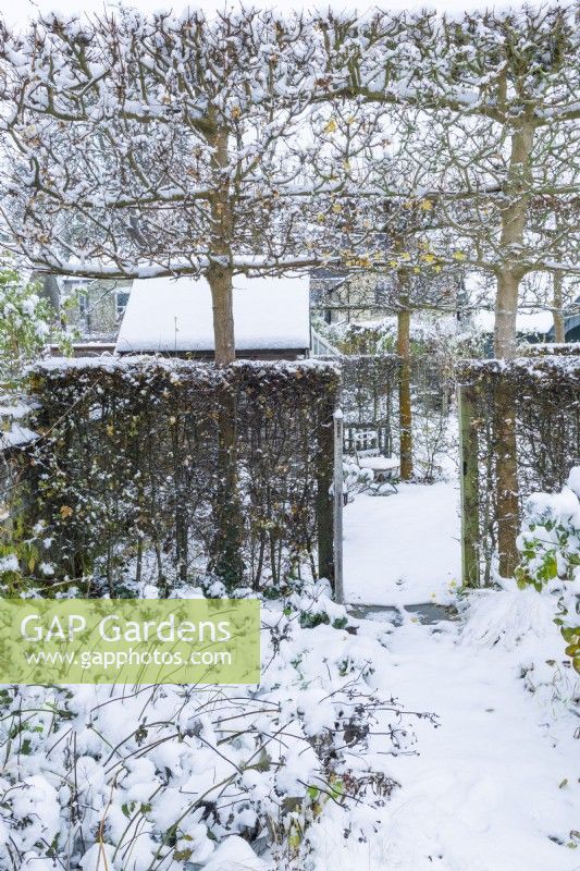 View through gate set into hawthorn - Crataegus monogyna - hedge at the end of a path with overhead pleached field maples - Acer campestre. Snow. Small secluded summerhouse behind hedge. December.