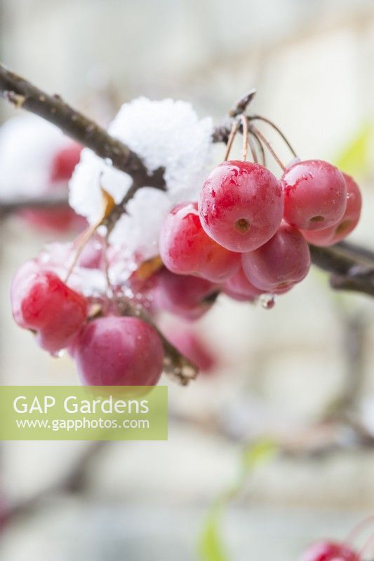 Malus x robusta 'Red Sentinel' - crab apple. Closeup of red fruits with snow. December.