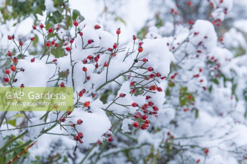 Rosa 'Seagull'. Spray of rambling rose hips with snow. December.