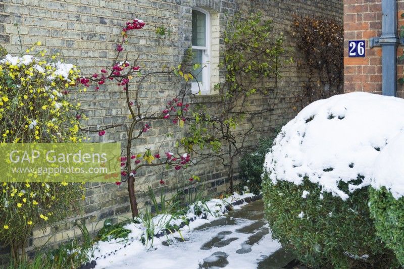 Shrubs trained against a house wall along entrance path. Malus x robusta 'Red Sentinel' - crab apple - trained as an espalier, Jasminum nudiflorum - winter jasmine, Chaenomeles speciosa 'Nivalis', Phillyrea angustifolia - narrow-leaved mock privet - topiary bush and climbing hydrangea. December.