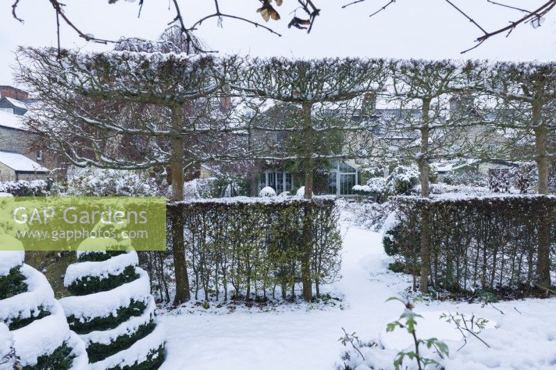 View of formal walled town garden in winter with pleached field maples - Acer campestre - and hawthorn hedges - Crataegus monogyna - dividing a garden into compartments. Topiary spiral box trees. December