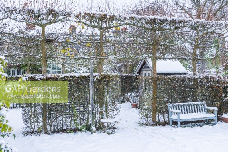 View of formal walled town garden in winter with pleached field maples - Acer campestre - and hawthorn hedges - Crataegus monogyna - dividing a garden into compartments. Timber garden bench and small summerhouse. December