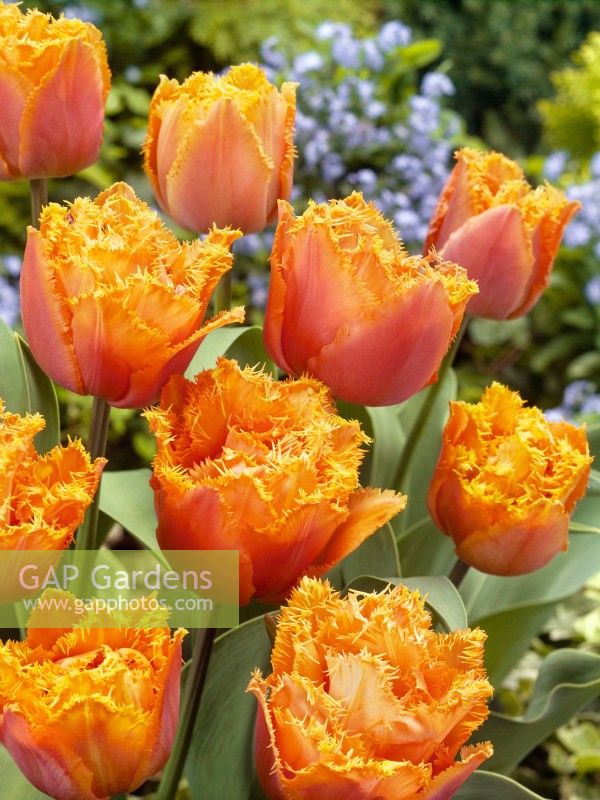 Tulipa Crispa Orange Passion, spring May