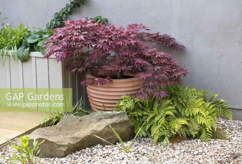 View of small courtyard garden border including a crimson foliage Acer palmatum var. dissectum cv- Japanese maple in terracota pot underplanted with a Dryopteris erythrosora var. prolifica - autumn fern and Hakonechloa macra below.
Wooden raised bed above has a Hydrangea anomala subsp. petiolaris - Climbing hydrangea and Brunnera macrophylla 'Betty Bowring'.


Design by Semple Begg