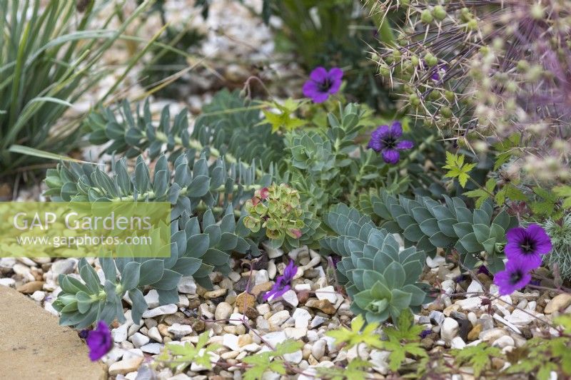 Euphorbia myrsinites with Geranium 'Ann Folkard' and Allium christophii

Design by Semple Begg