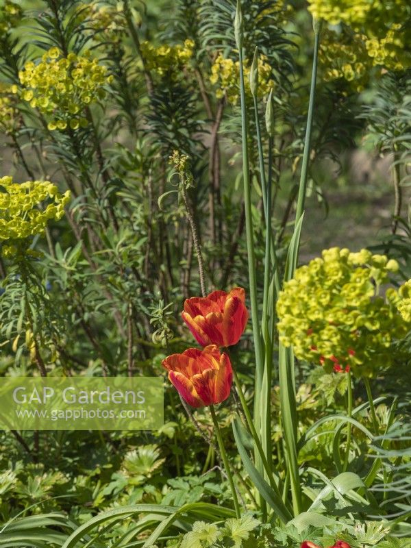 Tulip Apeldoorn's Elite growing with emerging allium buds and Euphorbia