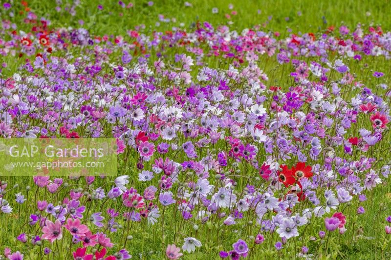 Drifts of naturalized Anemone coronaria De Caen Group flowering in a wild flower lawn in Spring - April
