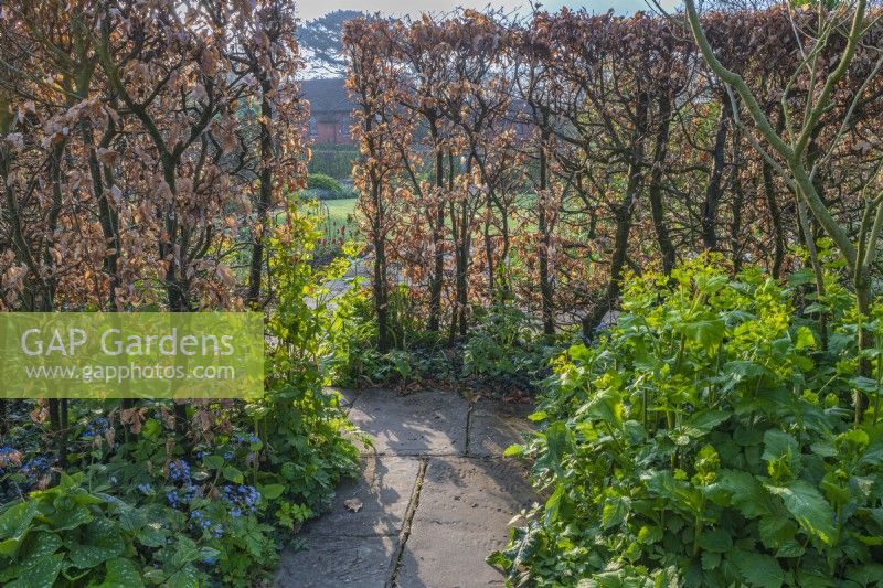 View of Fagus sylvatica hedge with fresh new leaf growth and stone path in an informal country cottage garden in Spring - April